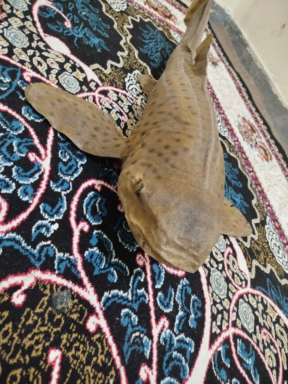 مجسمه ماهی|مجسمه، تندیس، ماکت|بوشهر, |دیوار