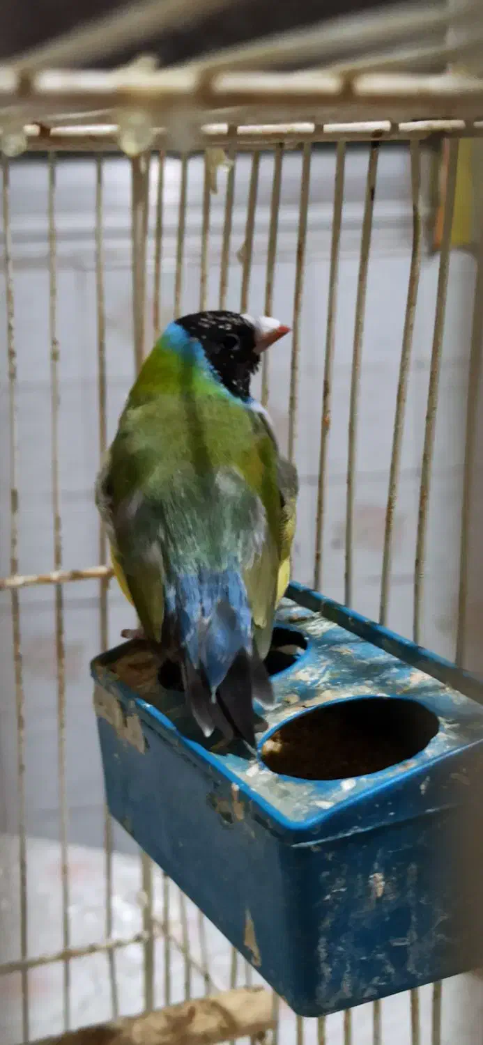 یک جفت فنچ زیبا|پرنده|شیراز, باغ تخت|دیوار