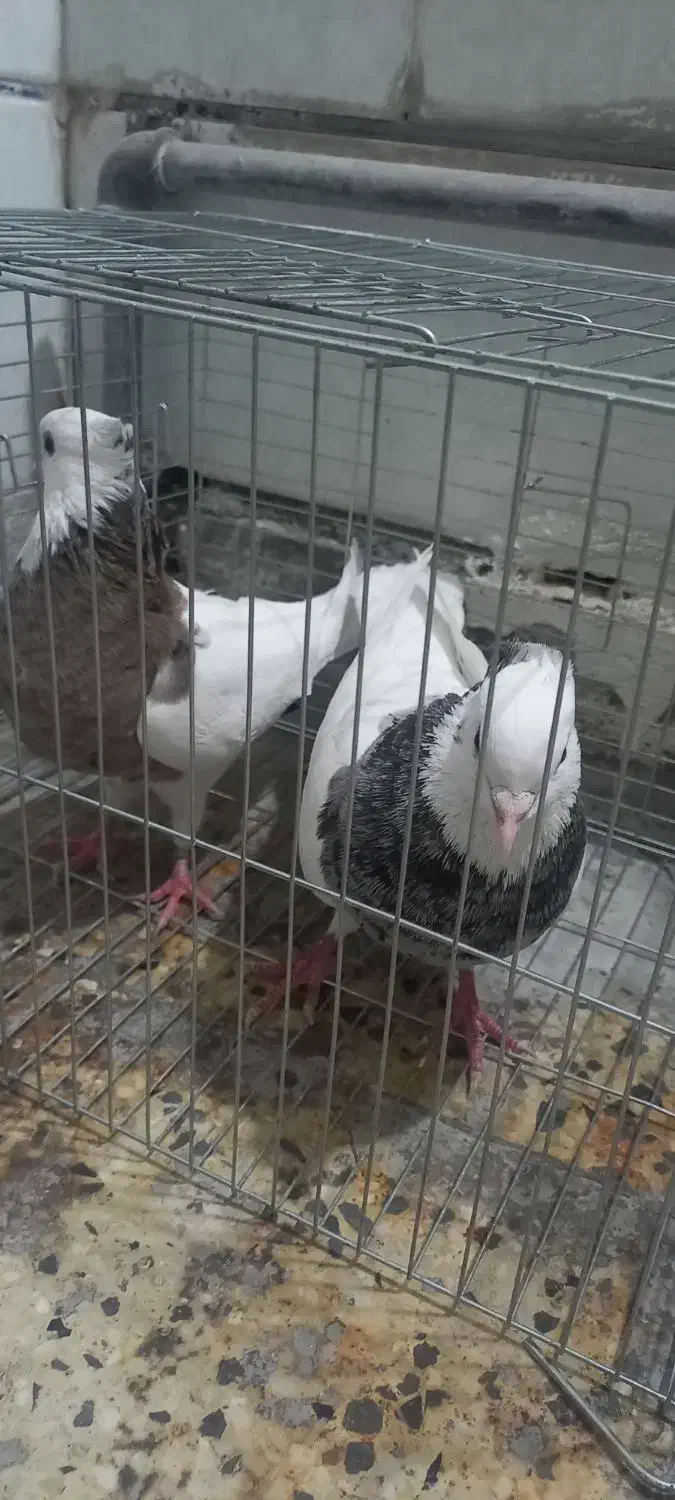 کبوتر|پرنده|بهبهان, |دیوار