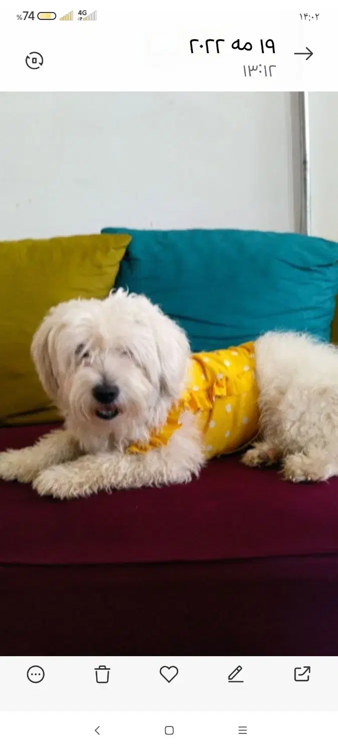 واگذاری پت خونگی|سگ|شاهرود, |دیوار