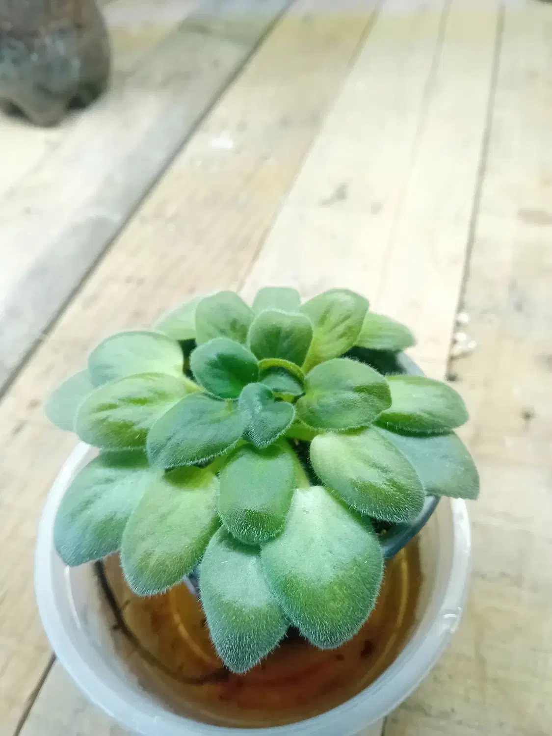 گل گیاه|گل و گیاه طبیعی|صحنه, |دیوار