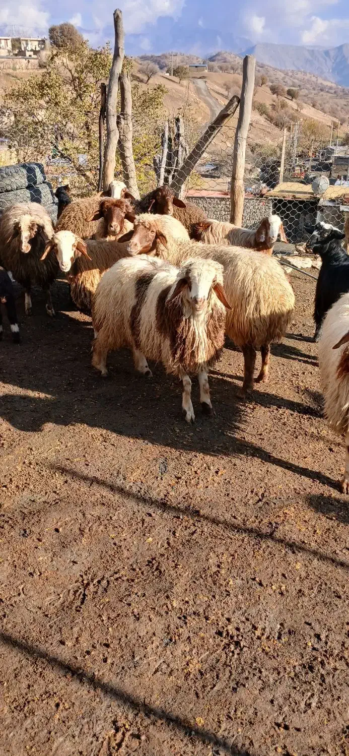 بره چاق|حیوانات مزرعه|کوهدشت, |دیوار