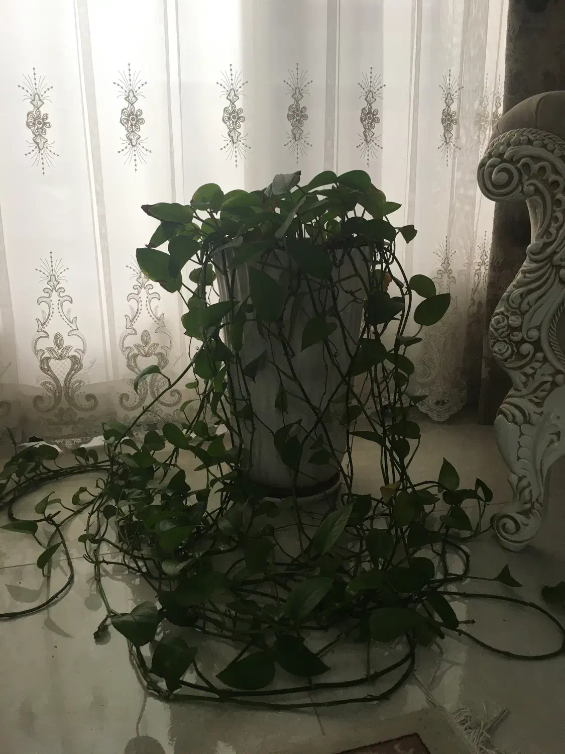 گل و گلدان|گل و گیاه طبیعی|ساری, |دیوار