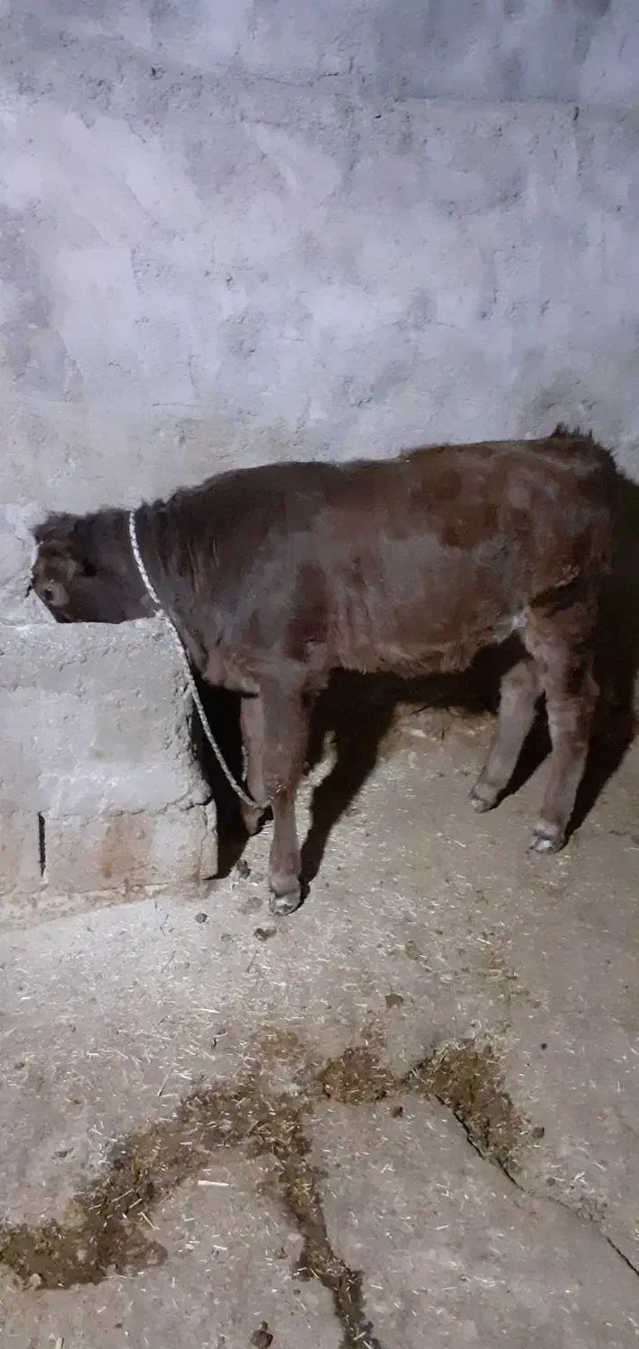 گوساله شیری|حیوانات مزرعه|ایذه, |دیوار