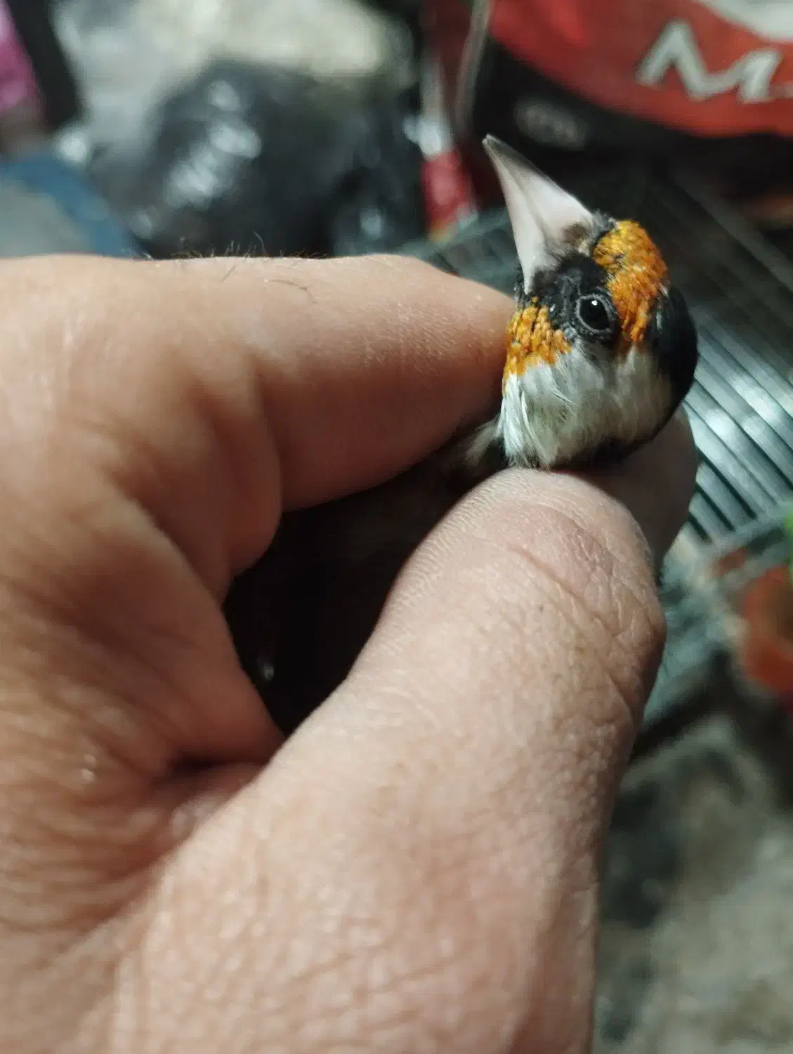 سهره نر دستی|پرنده|تبریز, |دیوار