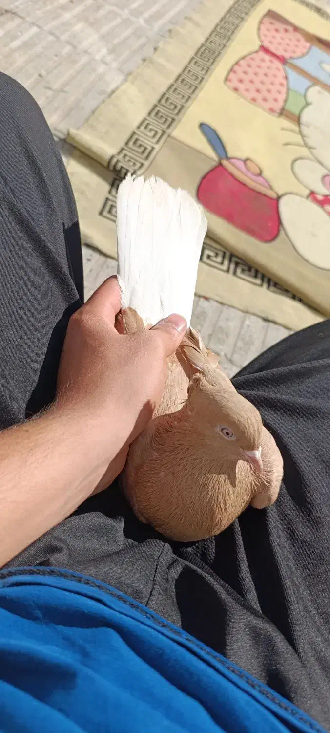 کبوتر دم سفید|پرنده|فسا, |دیوار