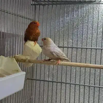 فنچ ماسکت و فنچ و تخم جغدی شکلاتی و اورنج|پرنده|تهران, مینای شمالی (مخبر)|دیوار