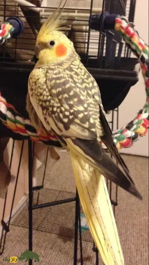 عروس هلندی|پرنده|شوط, |دیوار