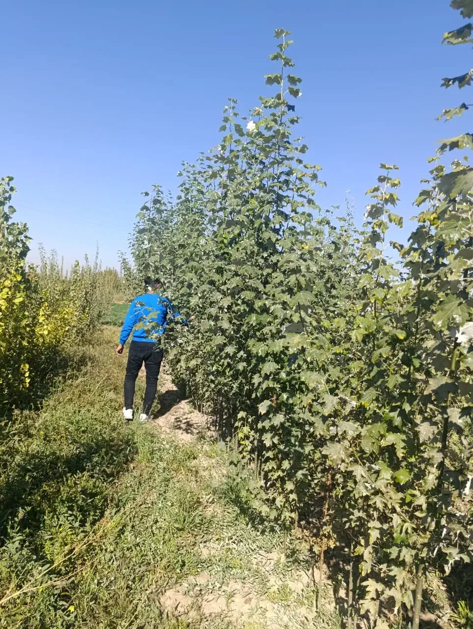 بزرگترین مجموعه تخصصی انـواع نـهــال تضــمین شده|خدمات باغبانی و درختکاری|سنندج, |دیوار