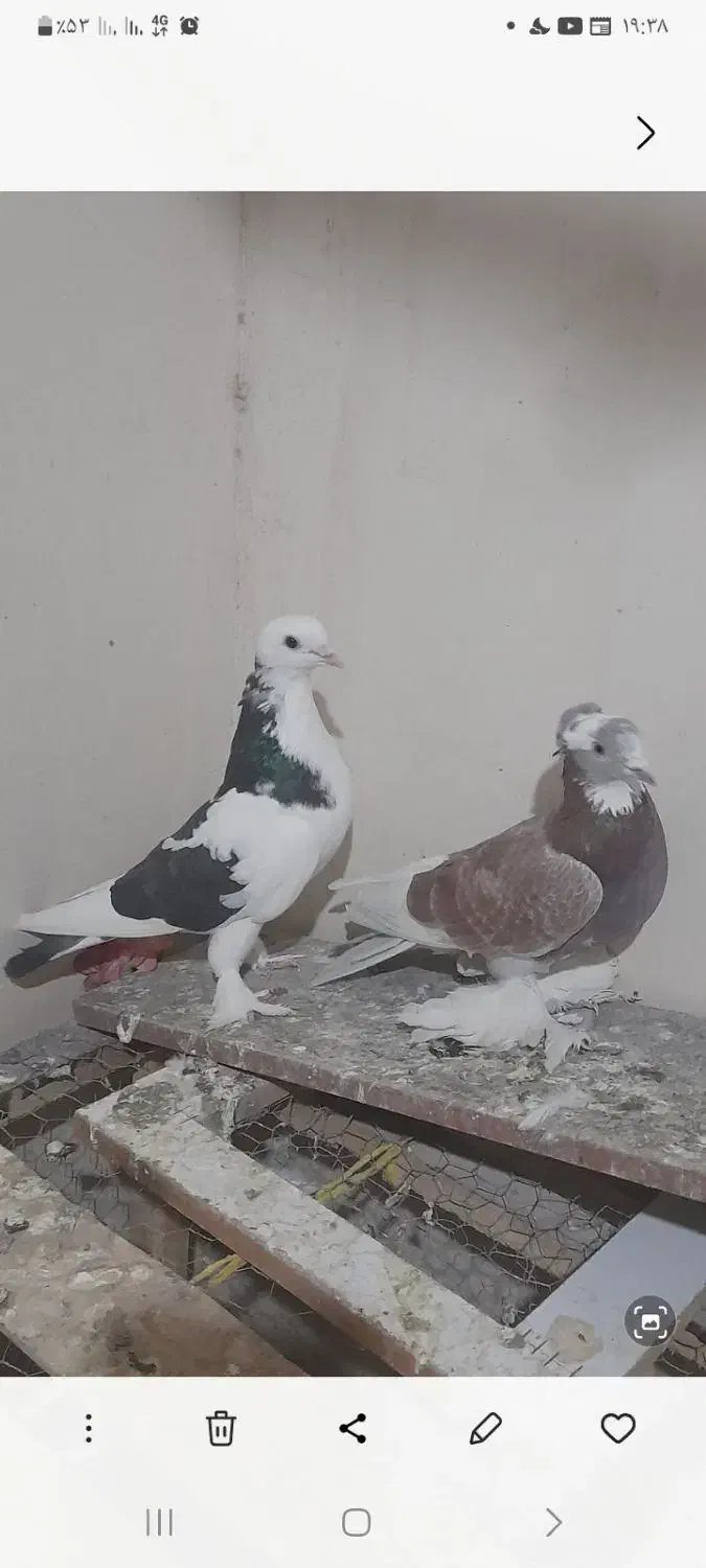 سلام کبوترزینتی پاپرنروماده|پرنده|نیر (اردبیل), |دیوار