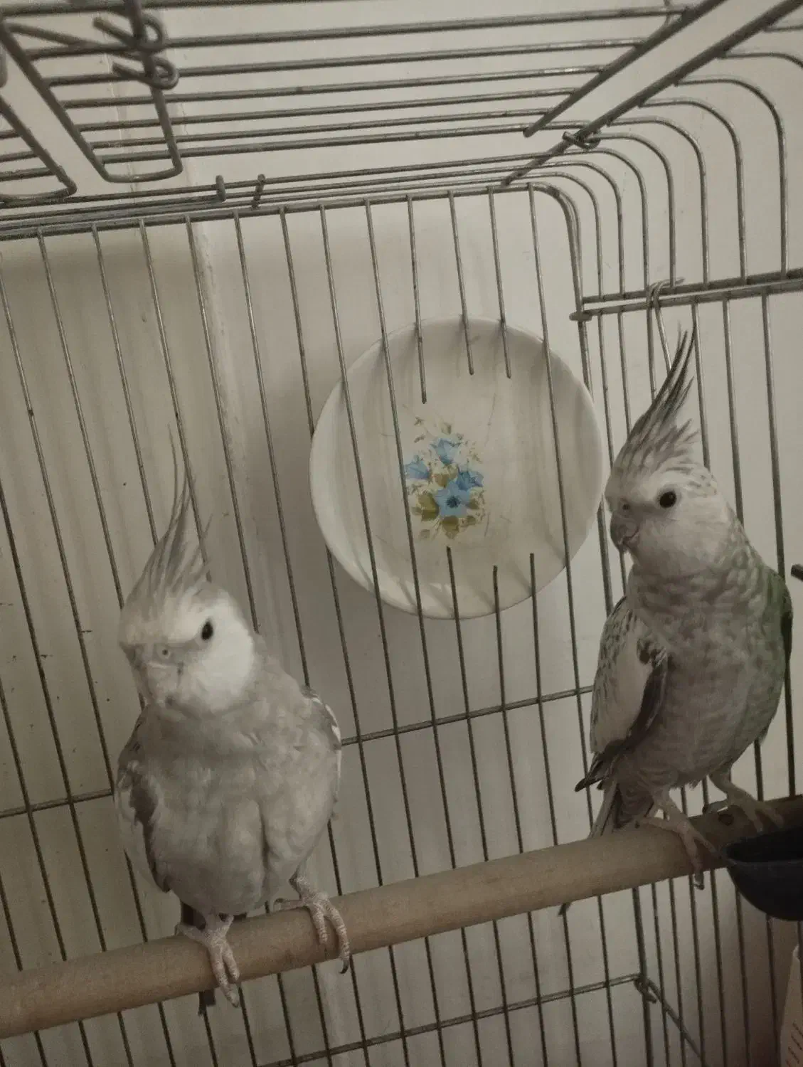 عروس هلندی مولد کار داده|پرنده|پاکدشت, پاکدشت (مامازند)|دیوار