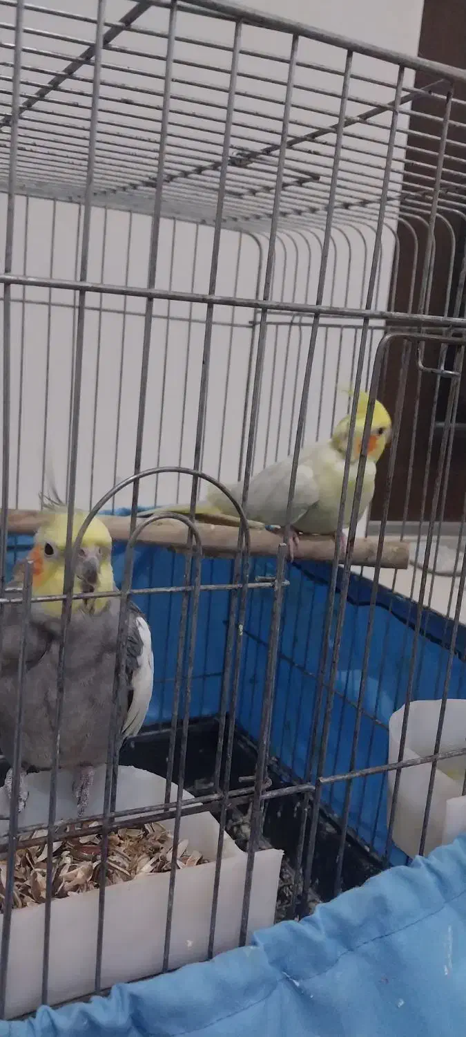 جفت عروس هلندی تخم گذار|پرنده|ری, سرتخت|دیوار