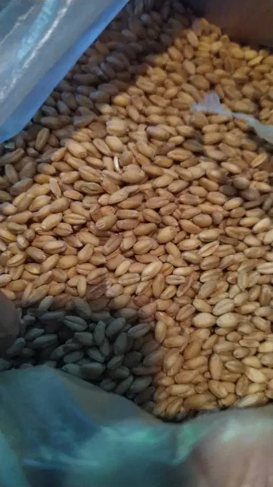 بذرگندم|خدمات باغبانی و درختکاری|گنبد کاووس, |دیوار