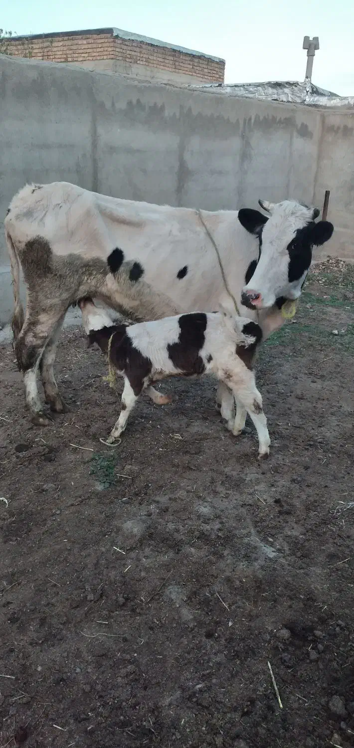 تلیسه گاو با گوساله ماده مونت|حیوانات مزرعه|انگوت, |دیوار