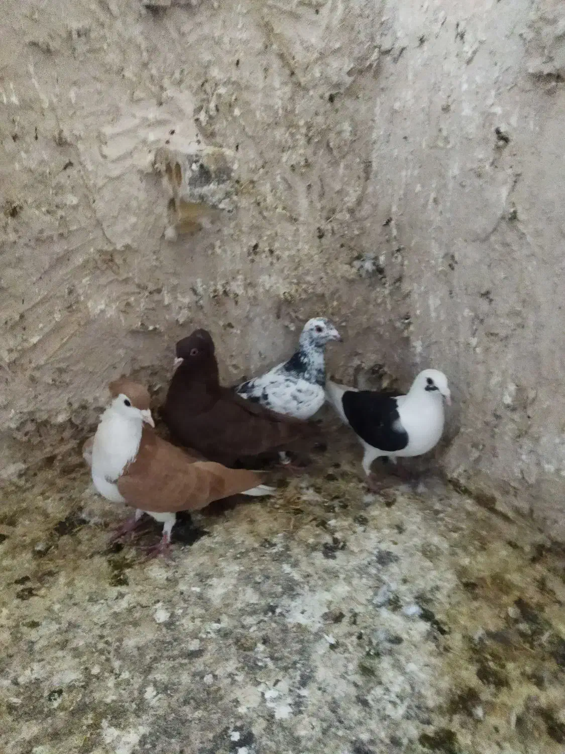 راعبی‌ساده‌کاکلی‌‌پشت‌گراف‌وچندتا‌صید|پرنده|مشهد, شهید قربانی|دیوار