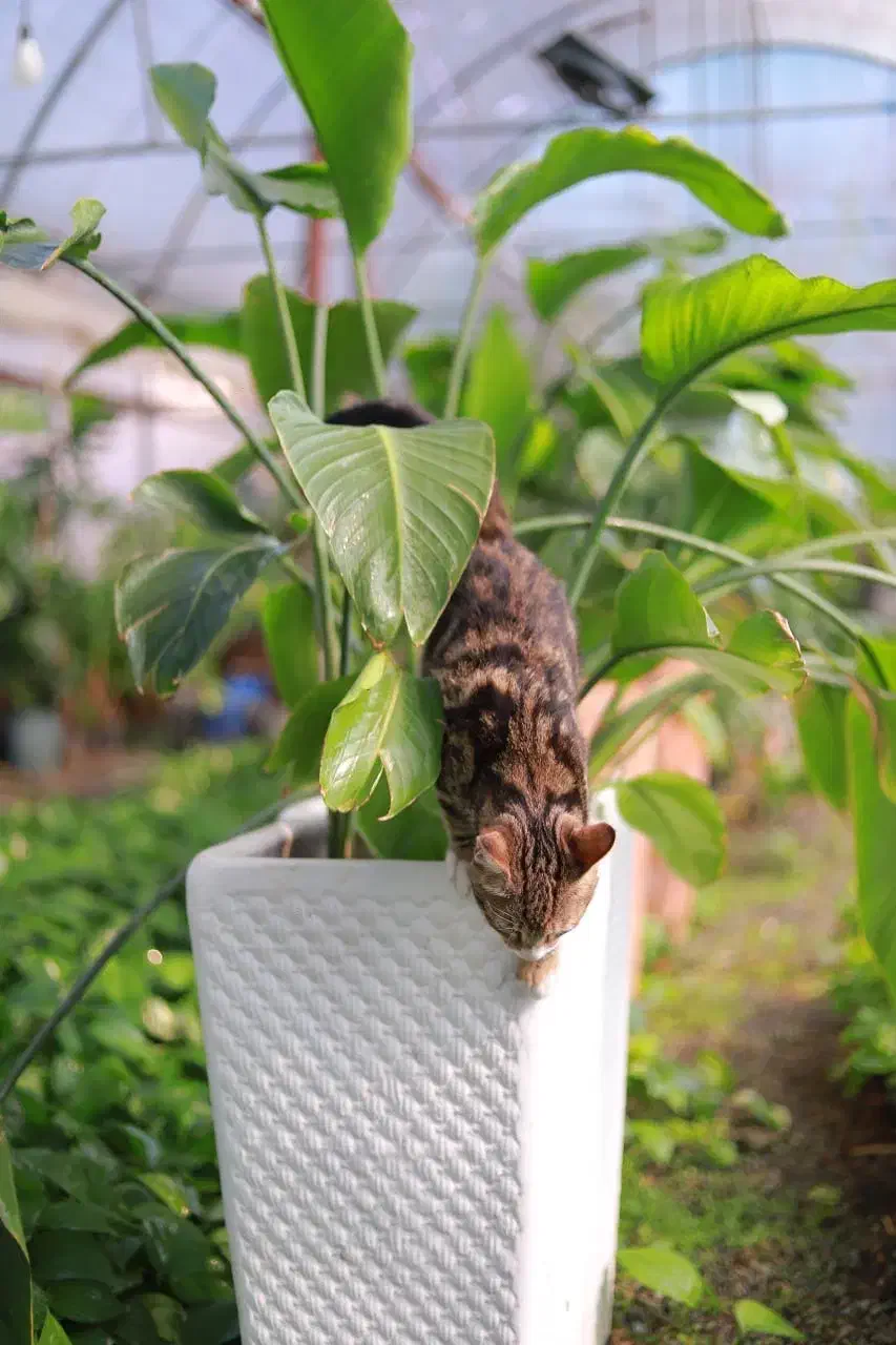 بزرگترین تولید کننده پتوس وگل آپارتمانی درخت میوه|گل و گیاه طبیعی|مشکین‌دشت, |دیوار