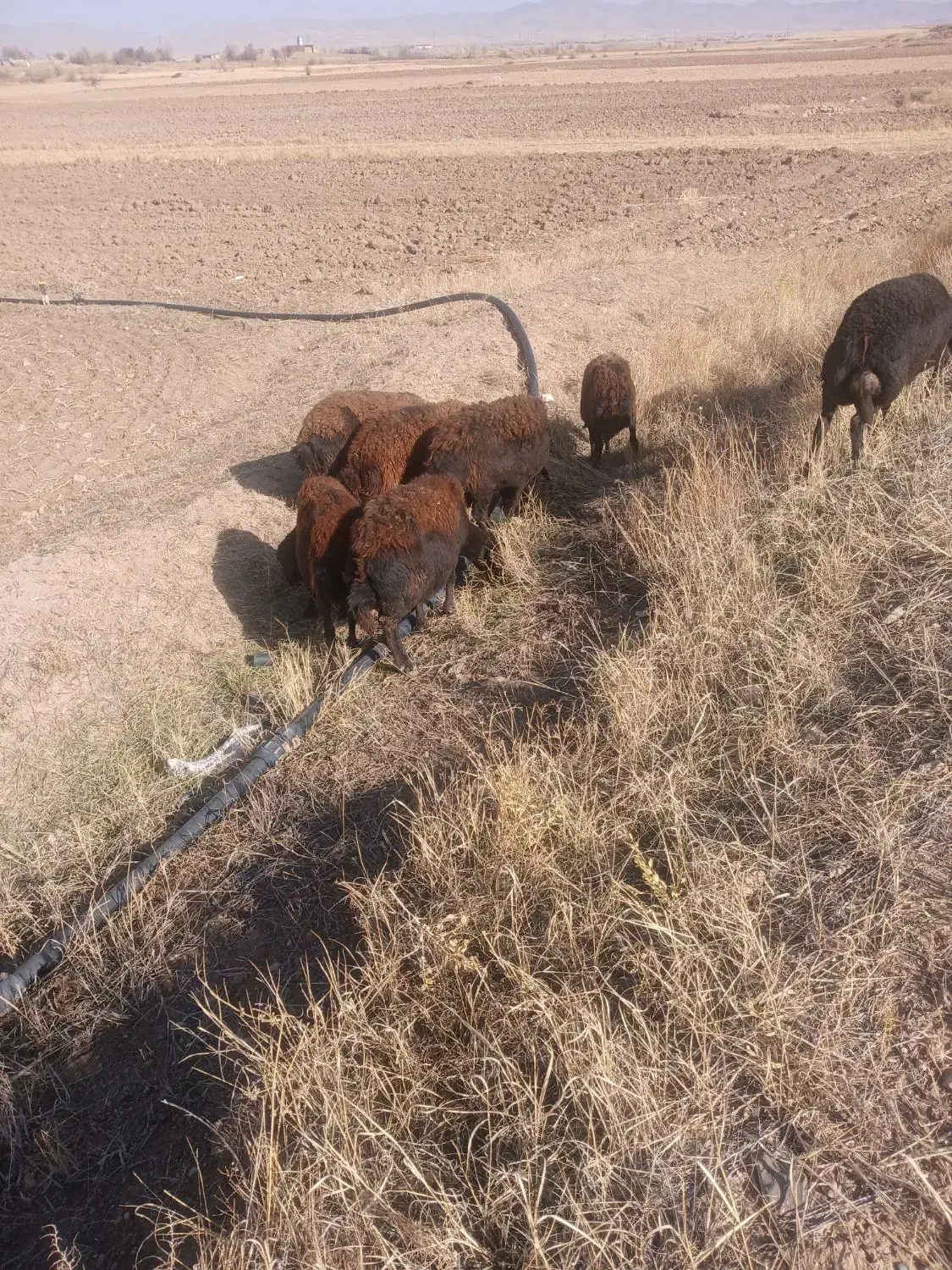 میش|حیوانات مزرعه|قیدار, |دیوار