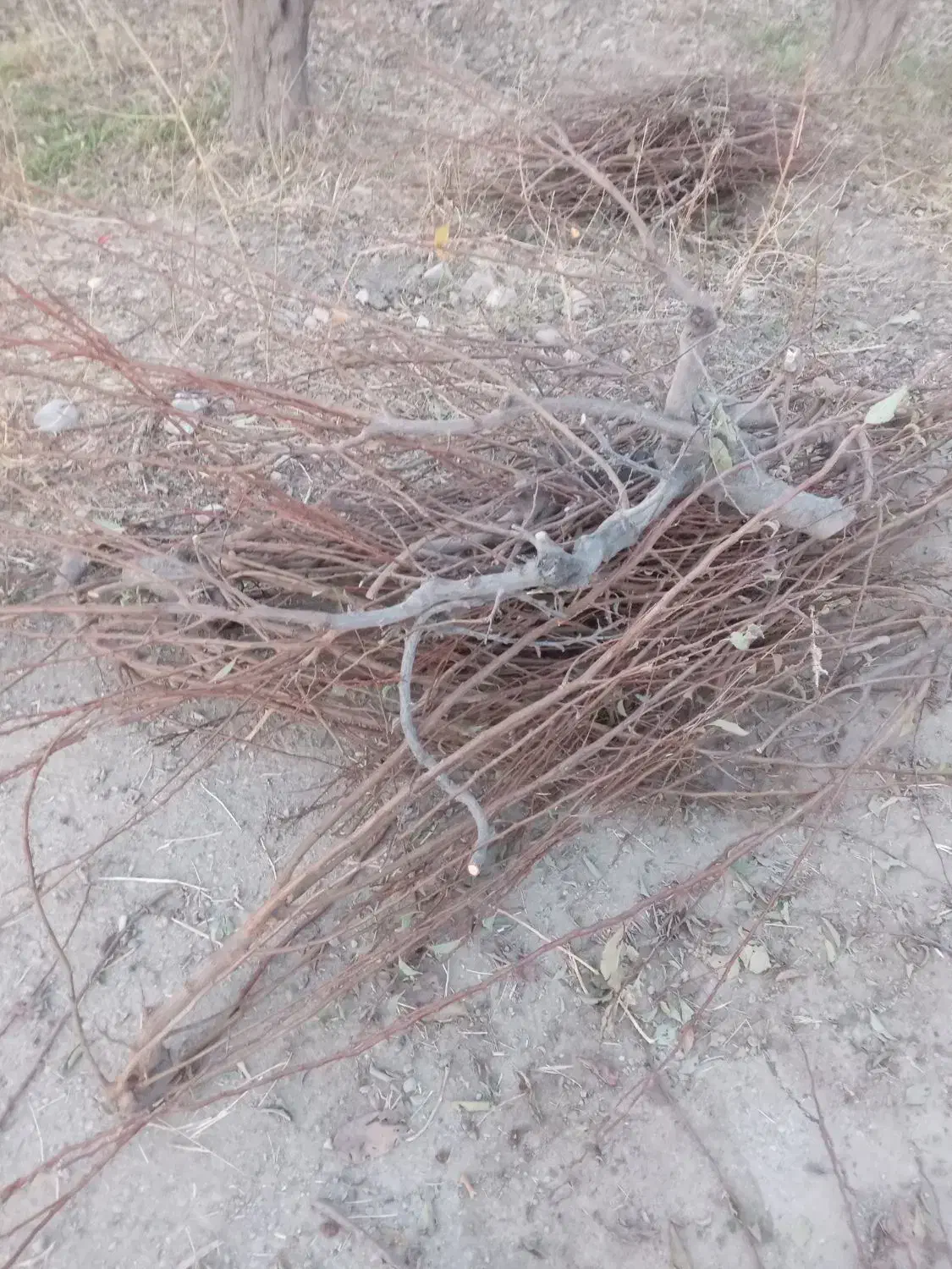 کنده وچوپ هرس فروشی|عمدهفروشی|هشتگرد, شهرک اقدسیه|دیوار