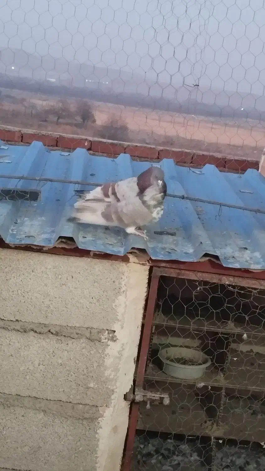 فروش تعدادی کبوتر پرشی دهنجور|پرنده|نقده, |دیوار