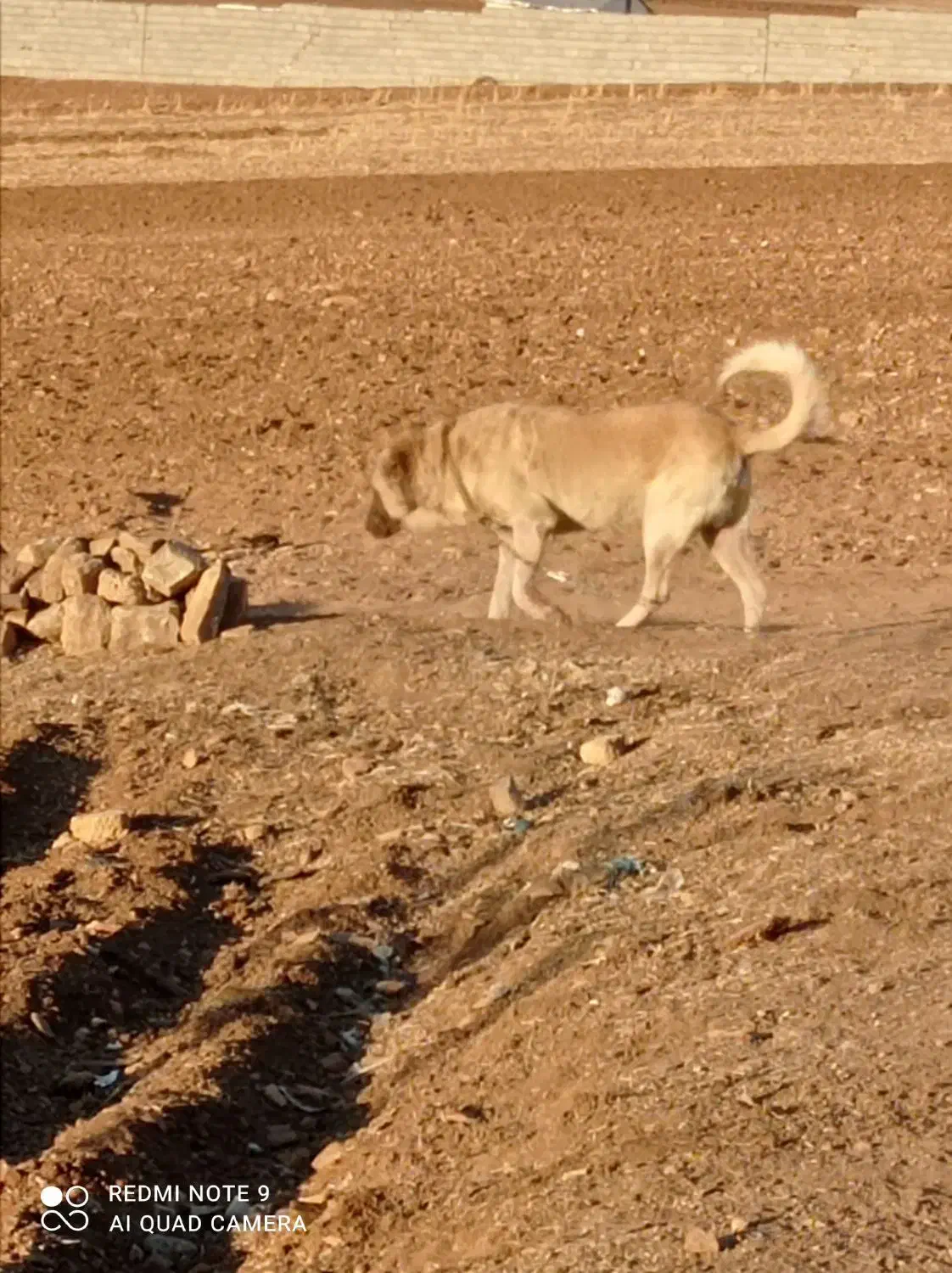 سگ سرابی|سگ|کرمانشاه, |دیوار