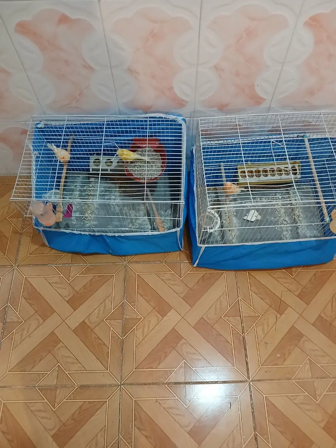 قناری نرماده|پرنده|چاروسا, |دیوار