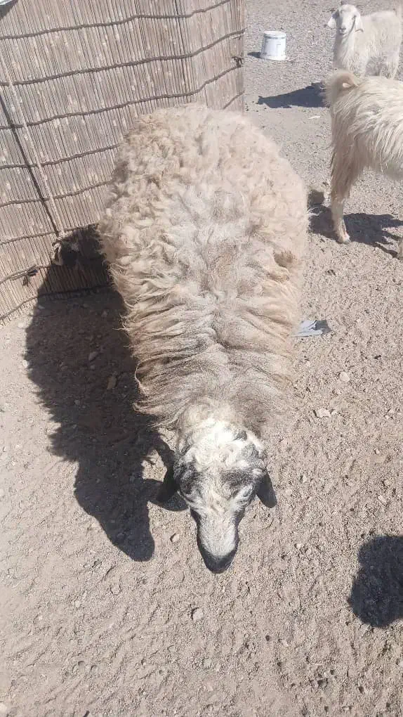 میش و بره|حیوانات مزرعه|سیرجان, |دیوار