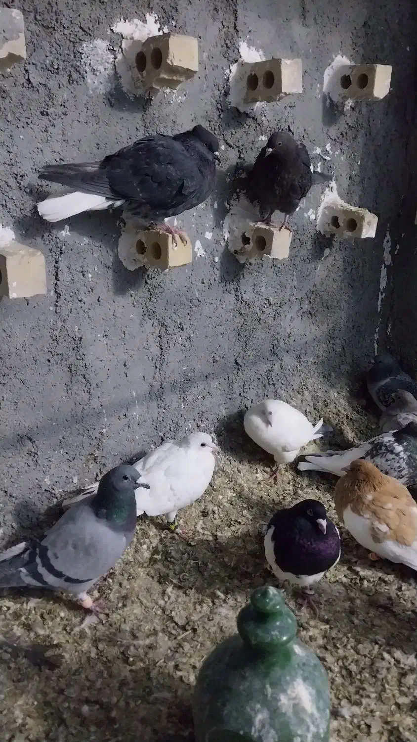 کبوتر|پرنده|شیروان (خراسان), |دیوار