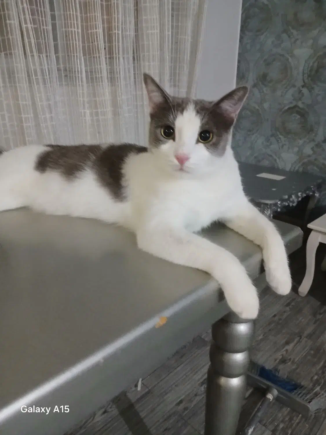 واگذاری گربه رایگان|گربه|تهران, زیبادشت|دیوار