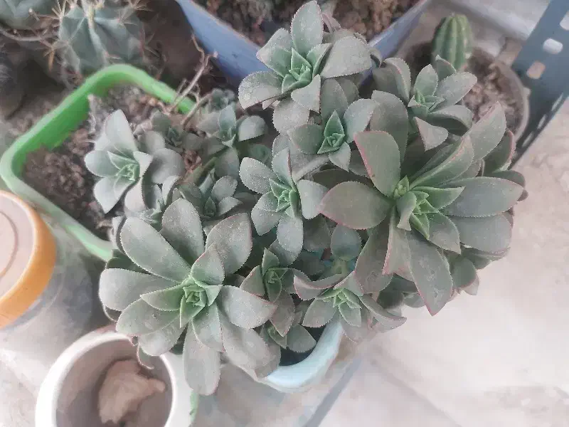 گل کاکتوس|گل و گیاه طبیعی|محمدیه-قزوین, |دیوار