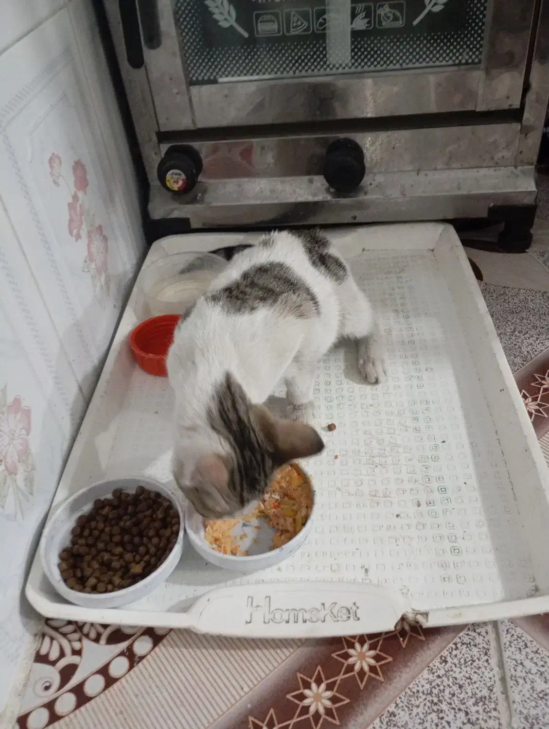 بچه گربه نر|گربه|گرگان, |دیوار