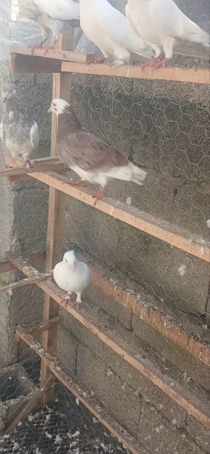 کبوتر پرشی|پرنده|فومن, |دیوار