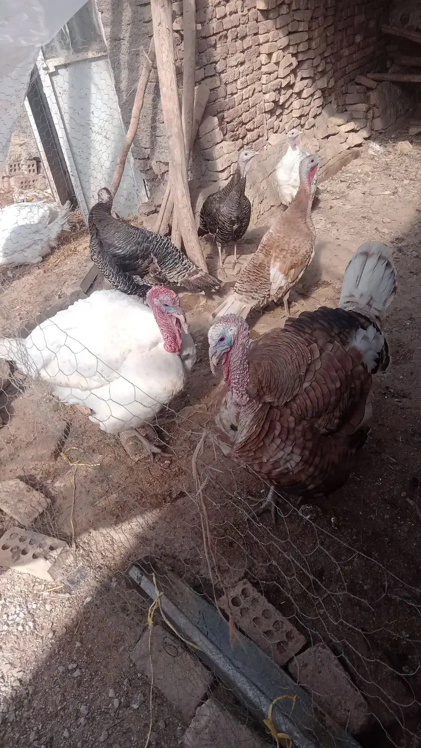 فروش بوقلمون|حیوانات مزرعه|مرودشت, رودبال|دیوار