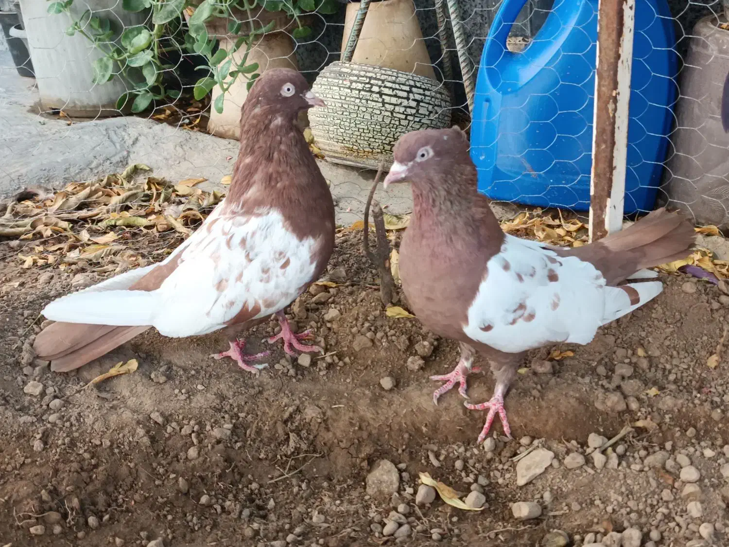 جفت کفتر سینه سرخ|پرنده|شیراز, پودنک|دیوار