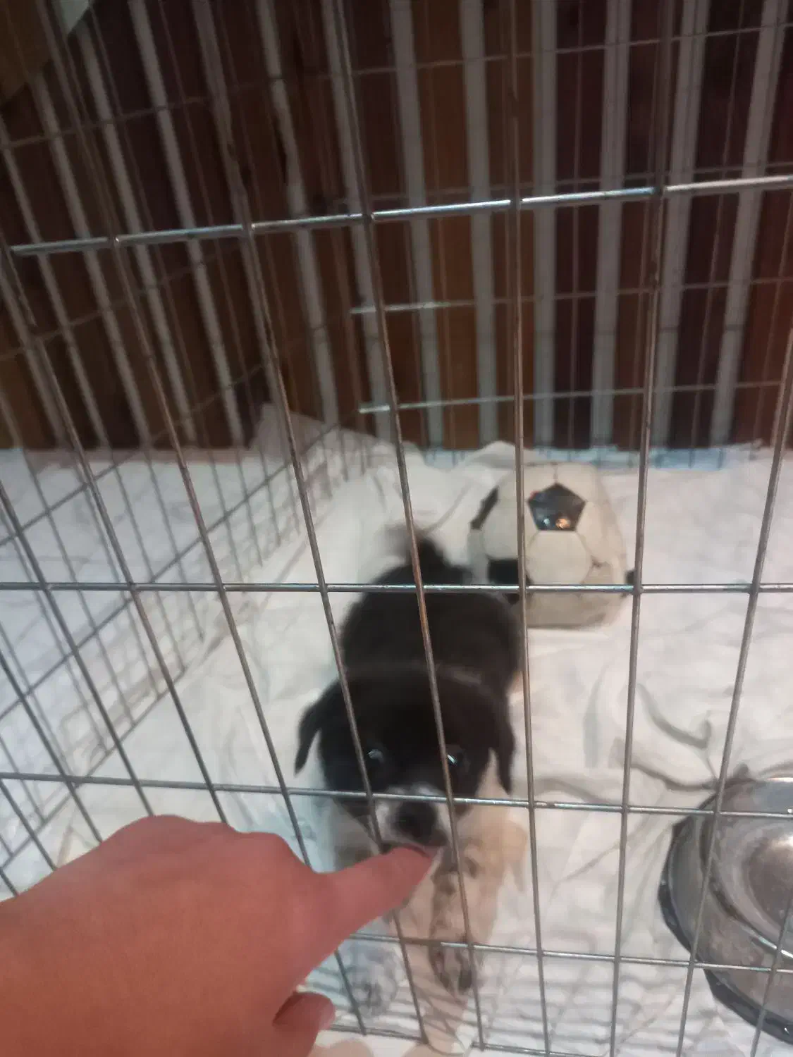 سگ پامر|سگ|اصفهان, ارغوانیه|دیوار