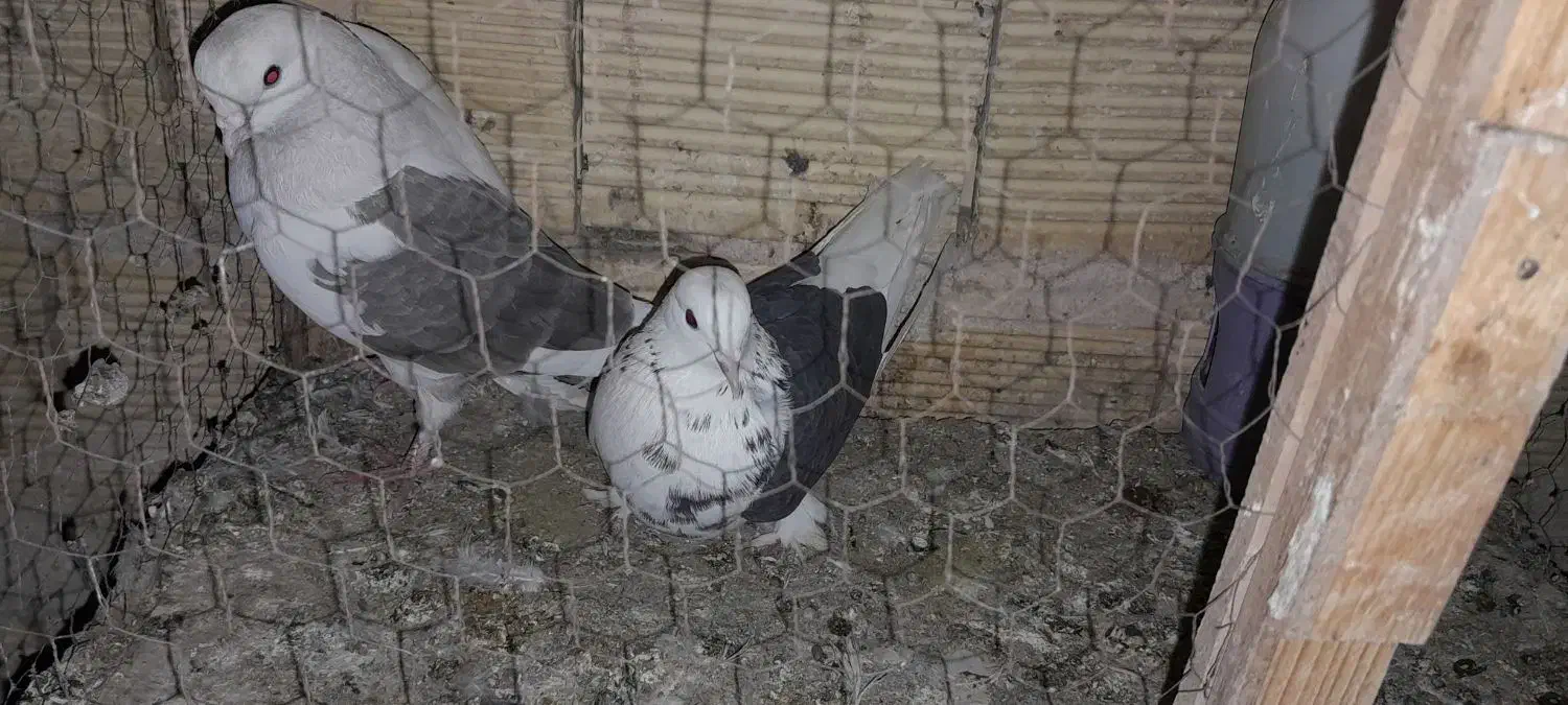 اجفت تهرونی دوکت تخت دم سفیدویه ماده دمگیر سوسکی|پرنده|خمینیشهر, |دیوار