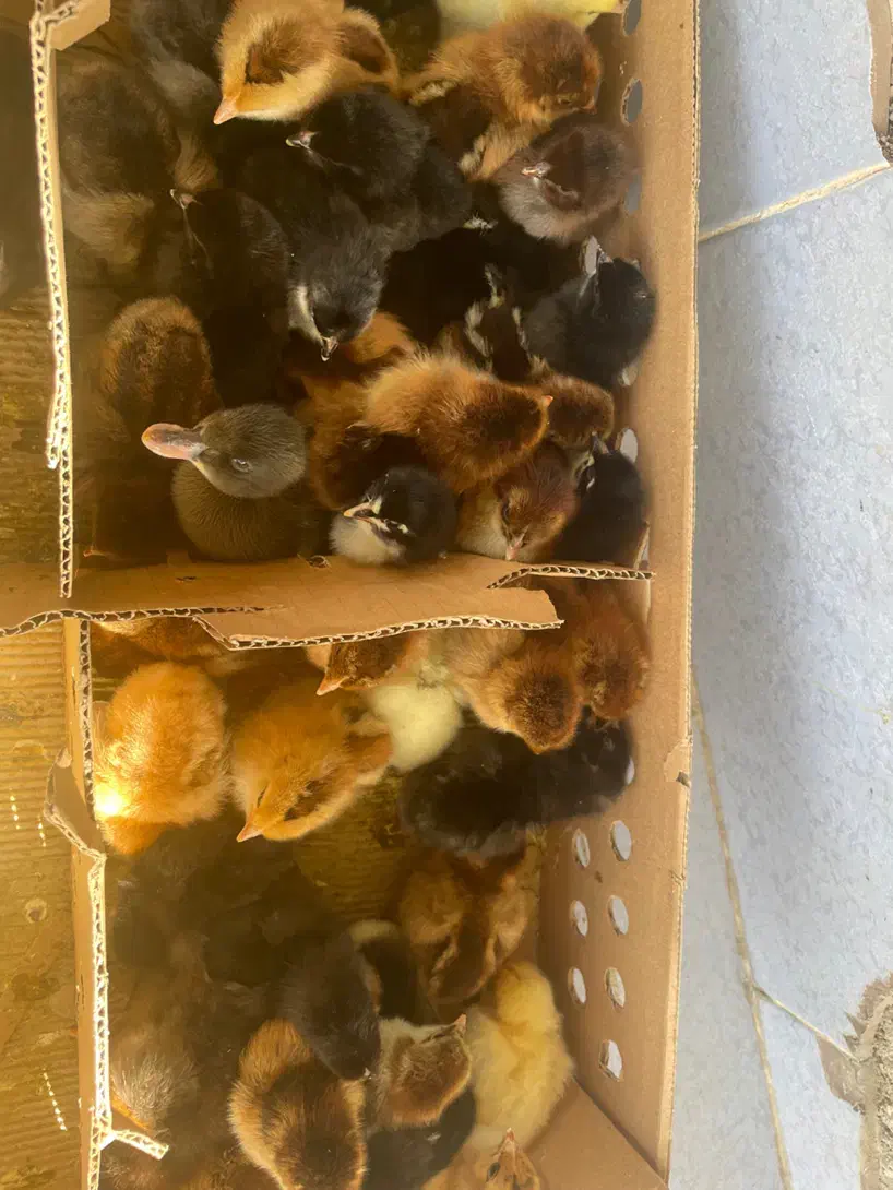 جوجه محلی اردک و رنگی|حیوانات مزرعه|برازجان, |دیوار