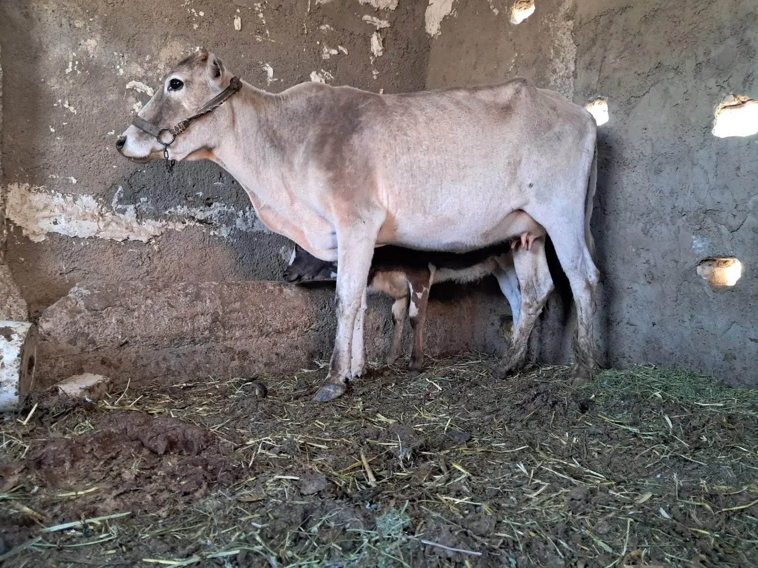 گاوگوساله|حیوانات مزرعه|گلپایگان, |دیوار
