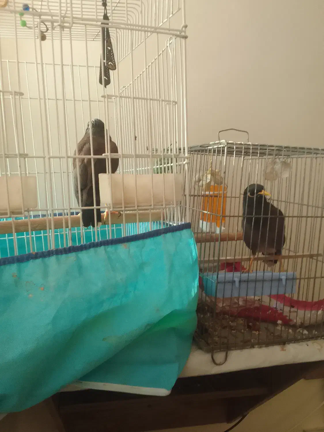 دو عدد مینا|پرنده|قزوین, |دیوار