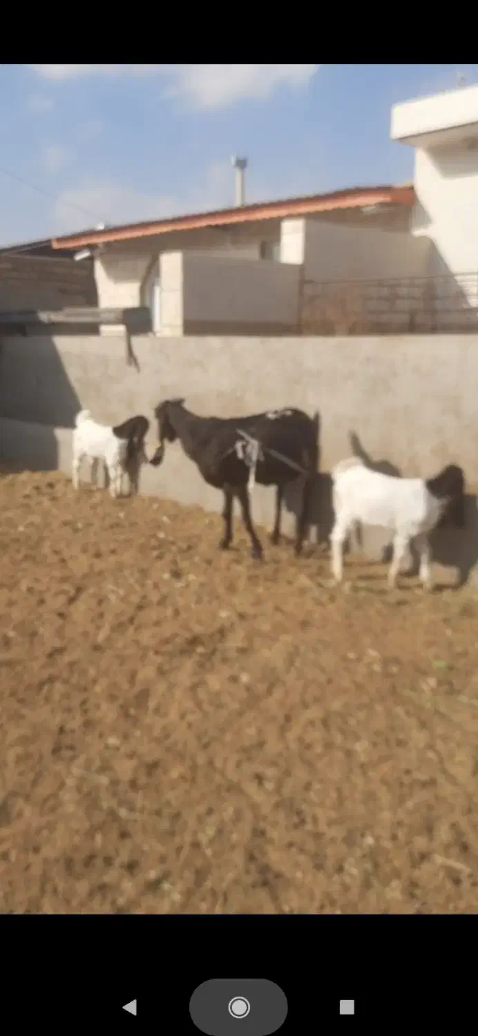 دوعدد بز پاکستانی|حیوانات مزرعه|سبزوار, قصبه غربی|دیوار