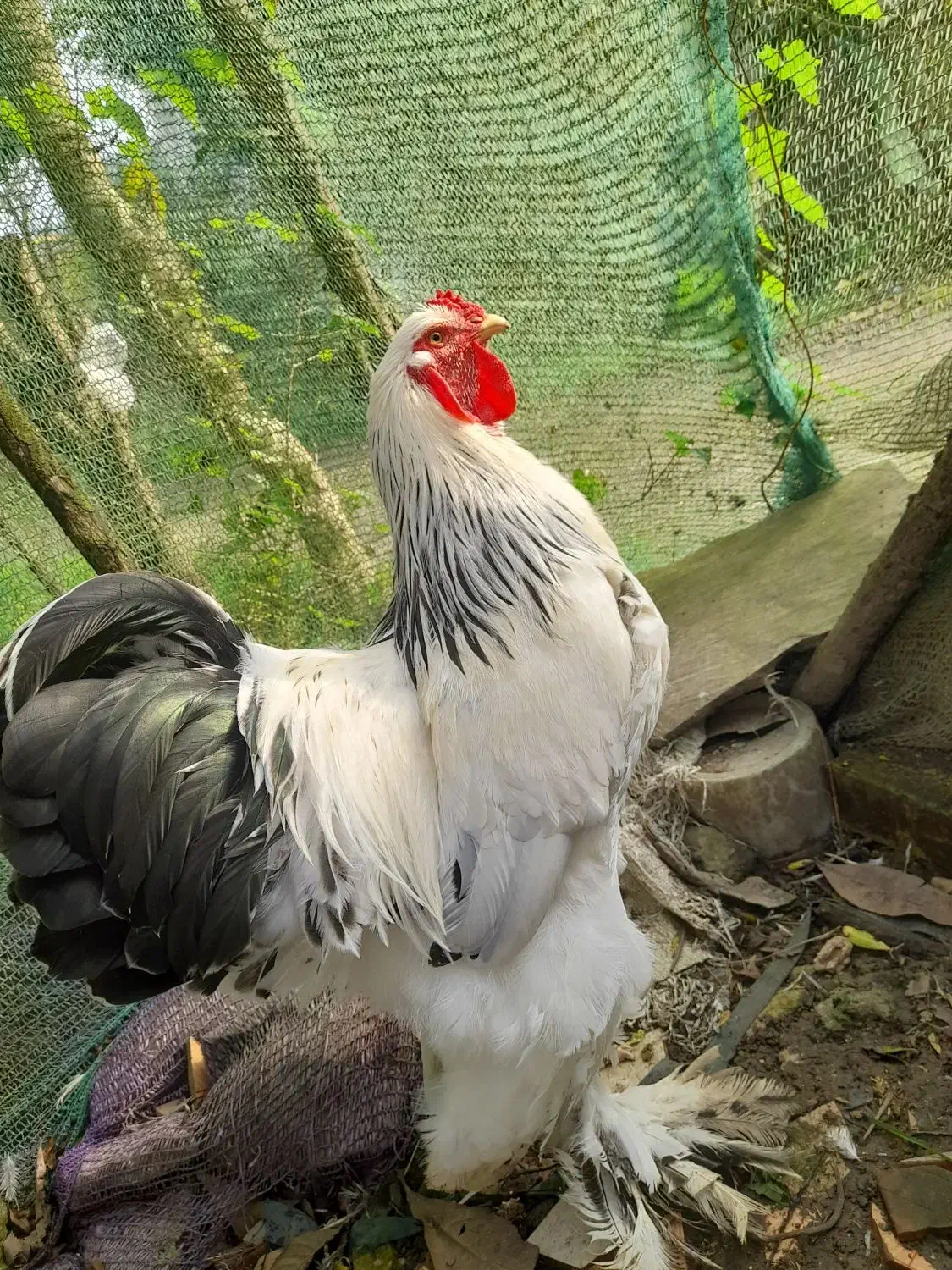 مرغ خروس برهما لایت ۲،۶۰۰۰۰۰|حیوانات مزرعه|لاهیجان, آهندان|دیوار