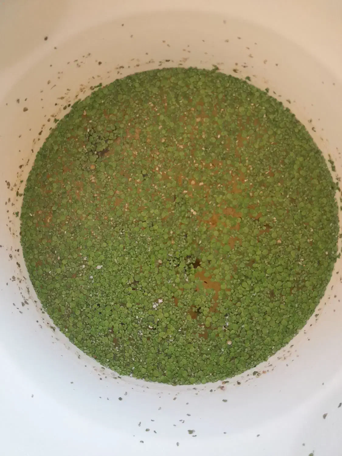 عدسک آبی (علوفه طلایی)خوراک غنی برای طیور وآبزیان|حیوانات مزرعه|تهران, سهروردی|دیوار