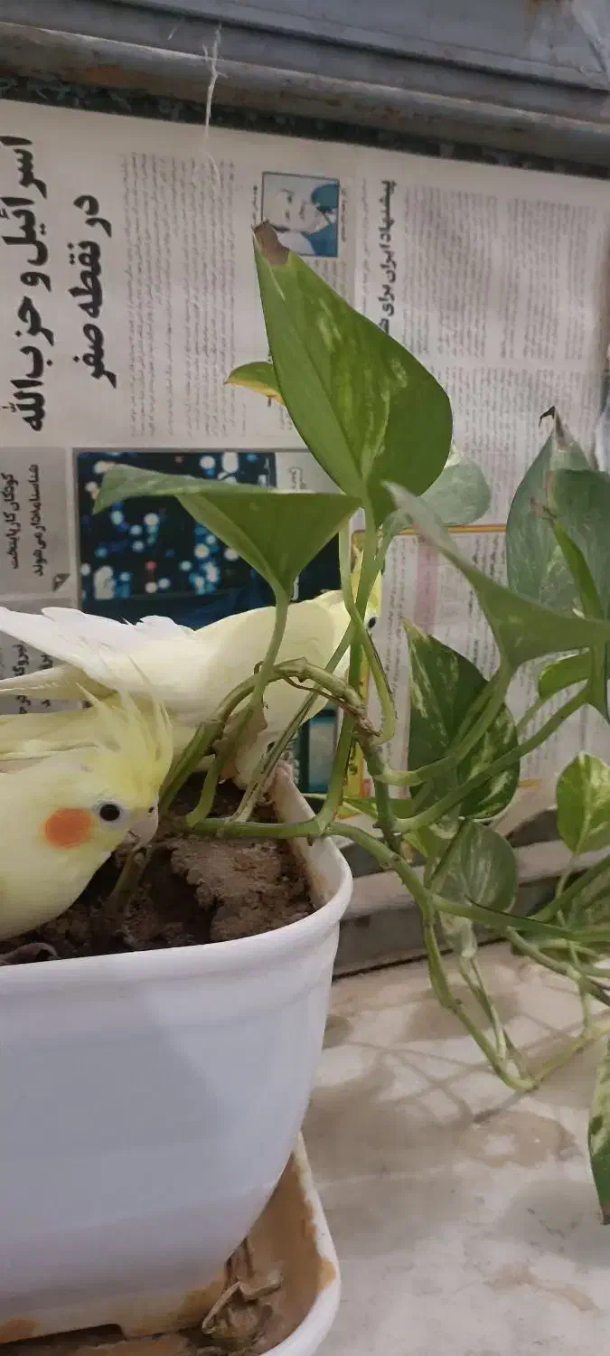 عروس هلندی|پرنده|جیرفت, |دیوار