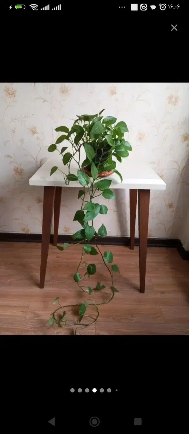 گل پتوس آپارتمانی|گل و گیاه طبیعی|قم, سالاریه|دیوار