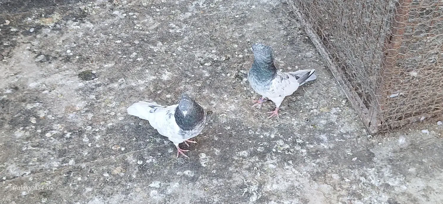 چکلی باشی گوی|پرنده|مرند, |دیوار