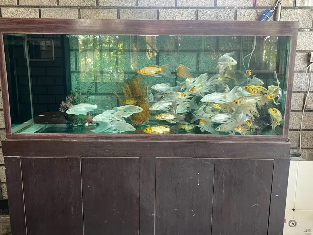 آکواریوم آب شور و شیرین بزرگ|ماهی|باقرشهر, |دیوار