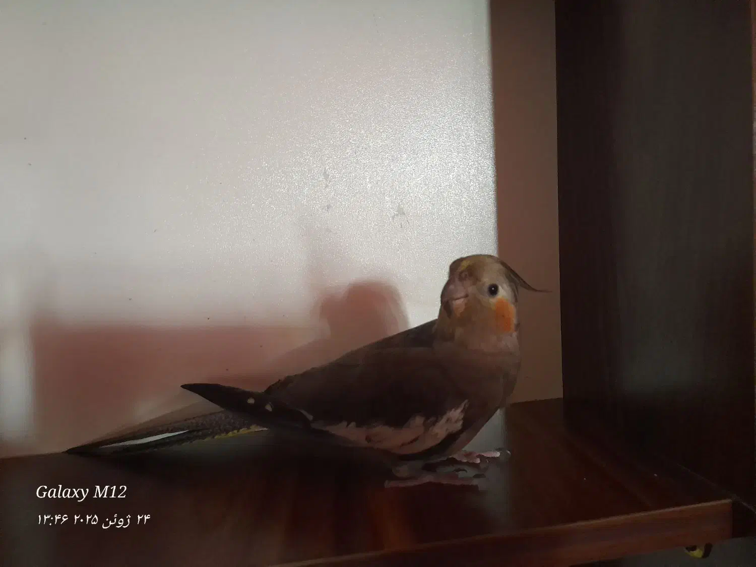 عروس هلندی گمشده مژدگانی زیاد برای کسی که پیدا کنه|حیوانات|فسا, |دیوار