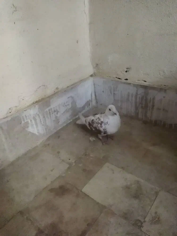 کبوتر نر|پرنده|محمدشهر, شهرک پیام (مهرالبرز)|دیوار