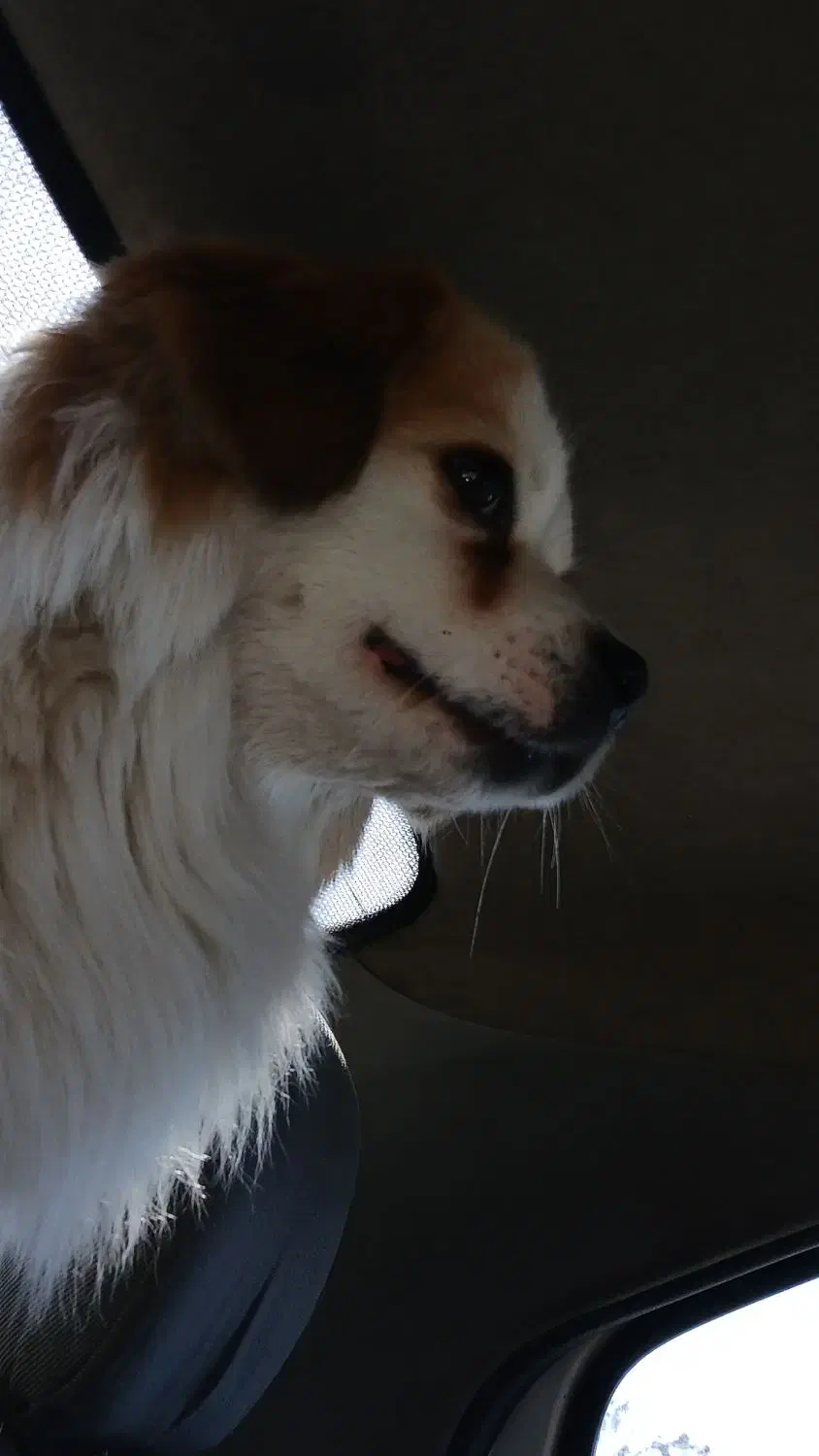 سگ گمشده|حیوانات|مشهد, خواجه ربیع|دیوار