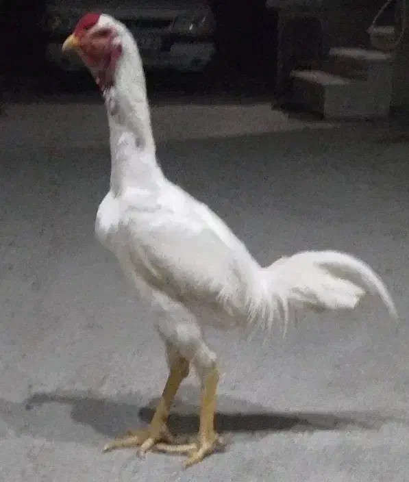 خروس و جوجه لاری افغان ابرش|حیوانات مزرعه|بندر ترکمن, |دیوار