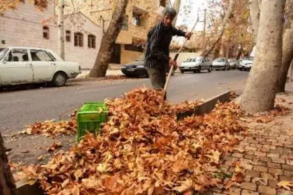 خریدار برگ چنار|خدمات باغبانی و درختکاری|کاشان, فاز ۲ ناجی آباد|دیوار